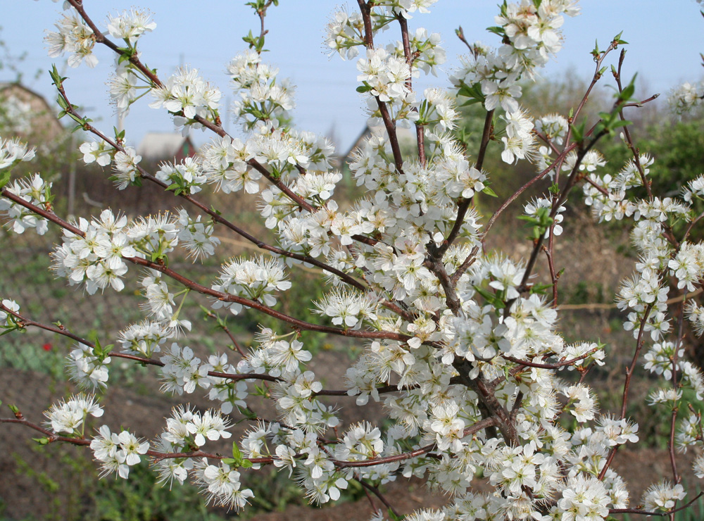 Image of Prunus domestica specimen.