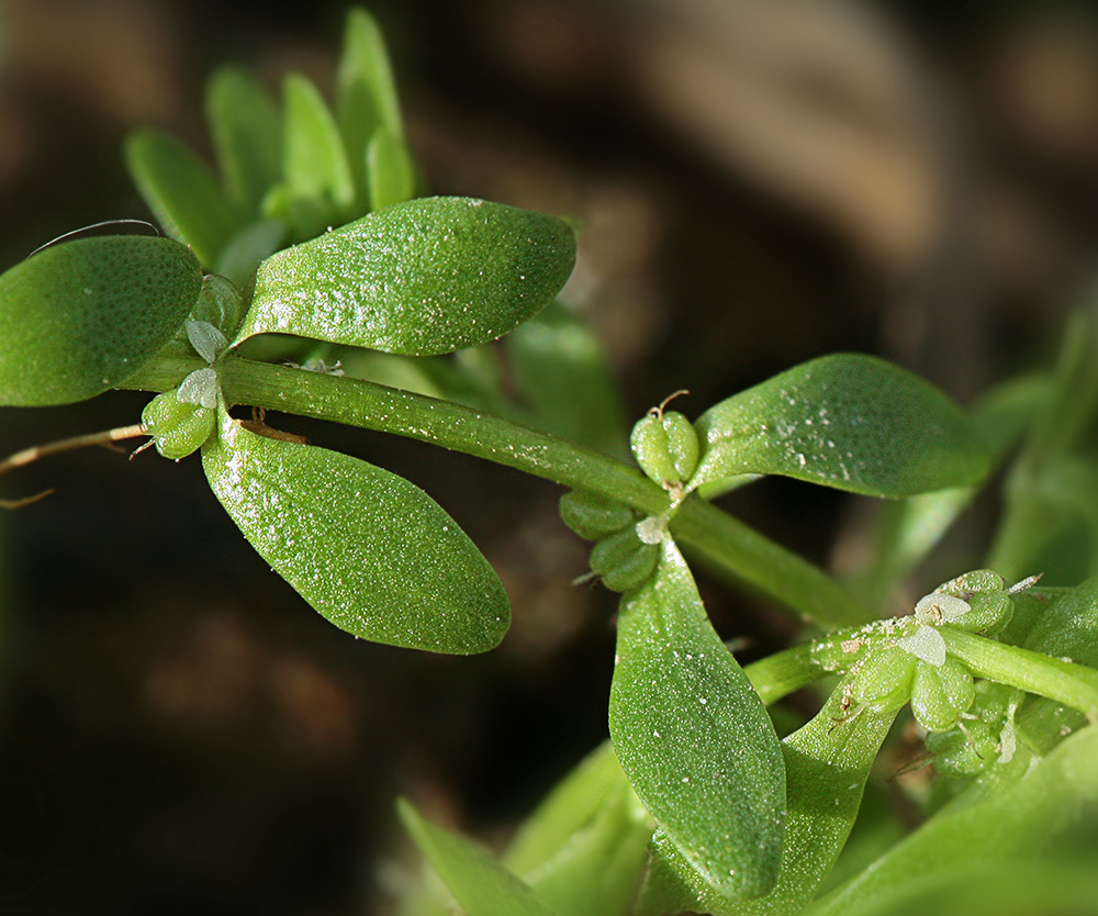 Изображение особи Callitriche palustris.