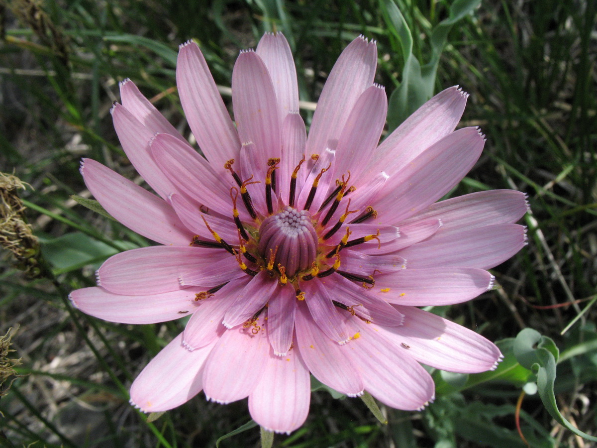 Изображение особи Tragopogon marginifolius.