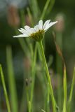 Leucanthemum ircutianum. Верхушка цветущего растения. Беларусь, Витебская обл., пос. Езерище, луг по залежи. 13.07.2015.