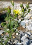 Senecio viscosus