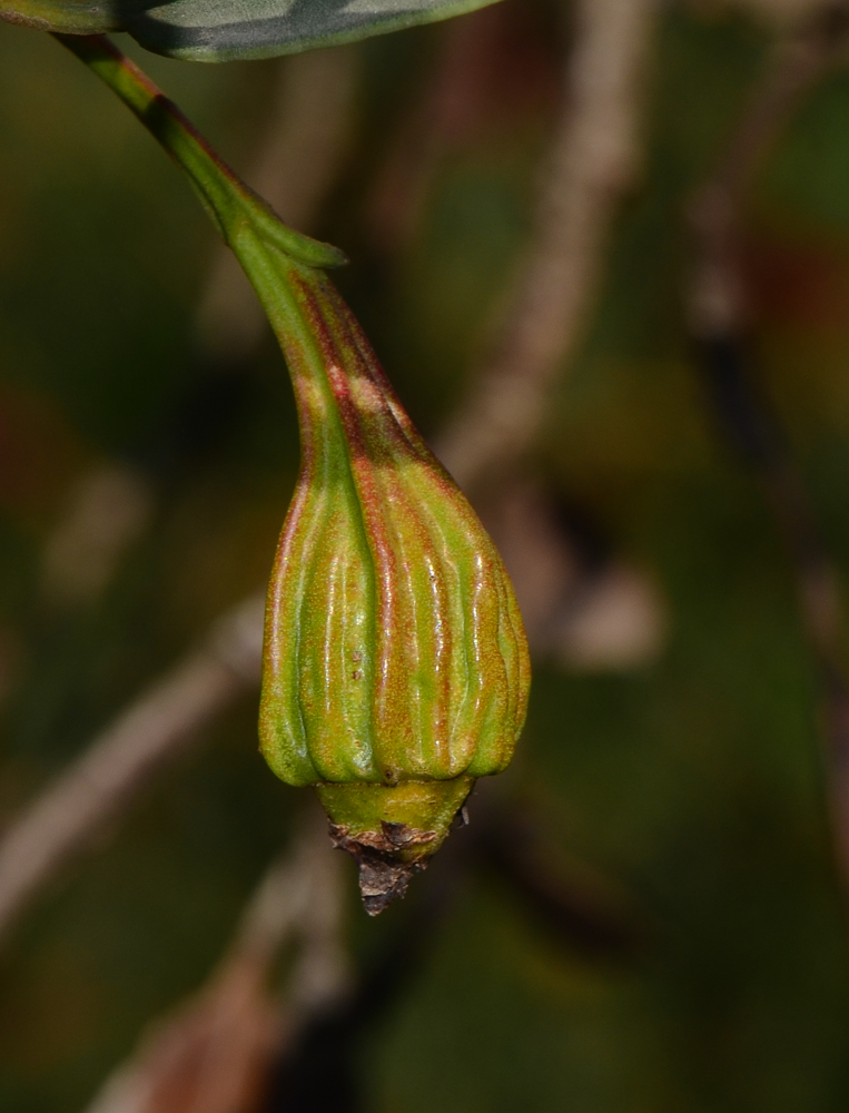 Image of Eucalyptus forrestiana specimen.