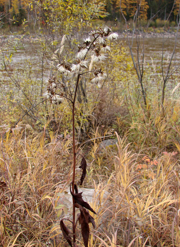 Image of Parasenecio hastatus specimen.