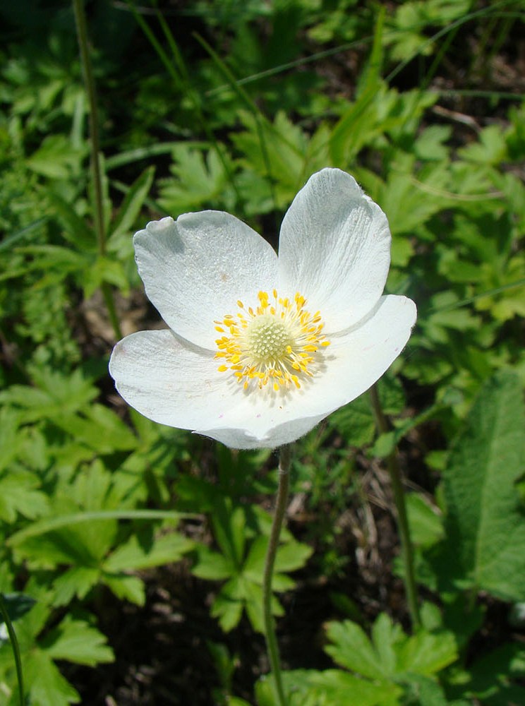 Изображение особи Anemone sylvestris.