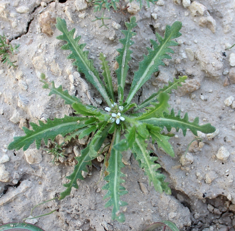 Image of Neotorularia torulosa specimen.