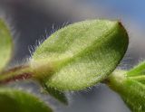 Cerastium glomeratum. Лист (нижняя сторона). Республика Адыгея, г. Майкоп, во дворе дома на лужайке. 08.04.2016.