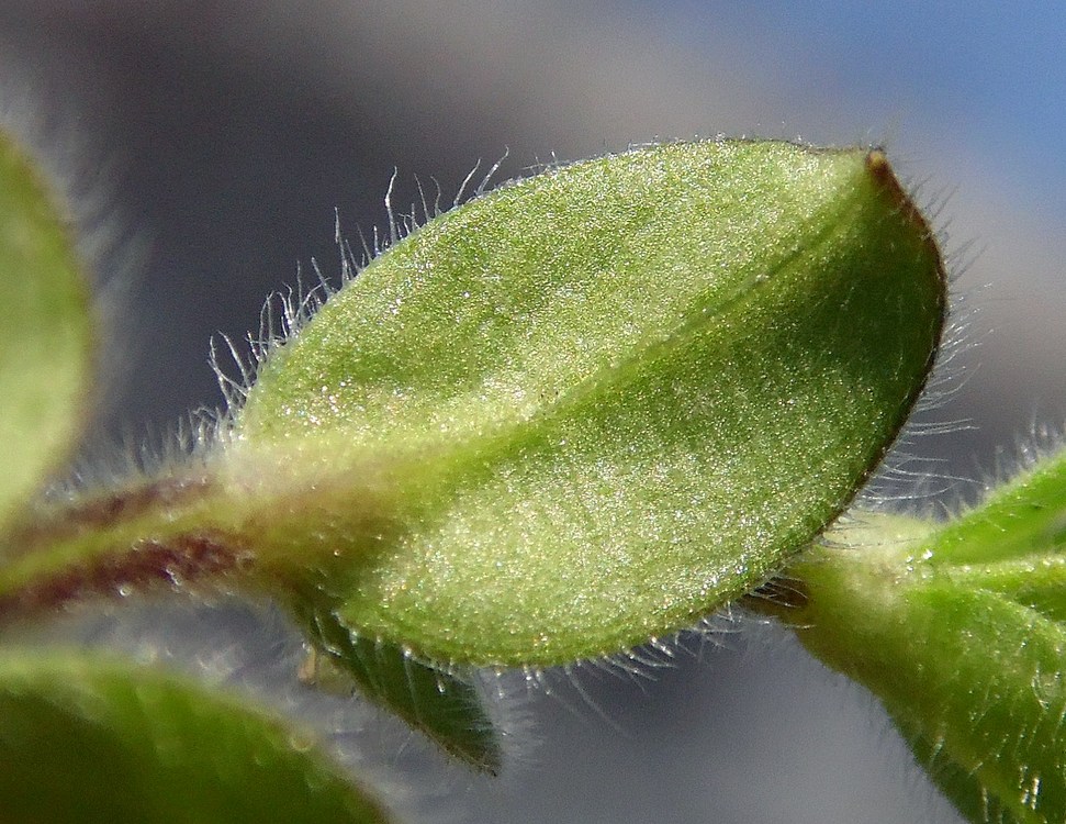 Image of Cerastium glomeratum specimen.