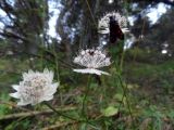 Astrantia trifida