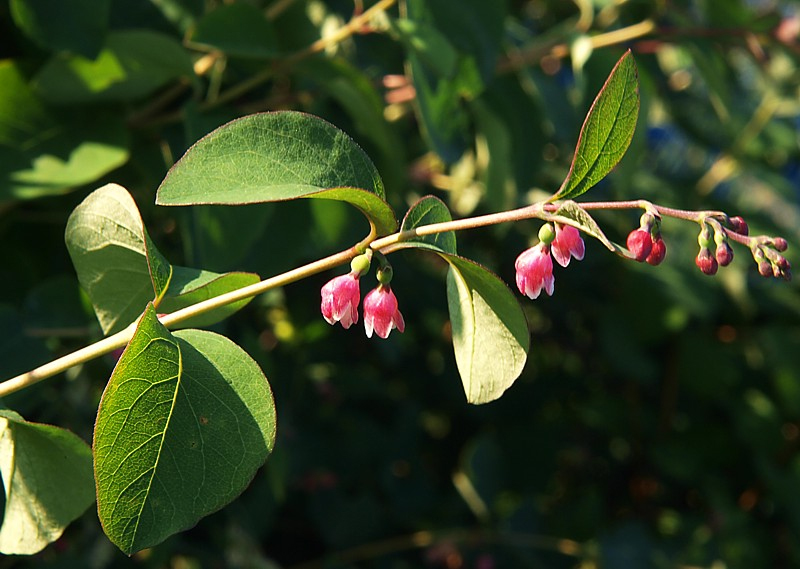 Image of Symphoricarpos albus var. laevigatus specimen.