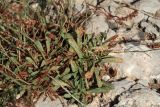 Limonium virgatum