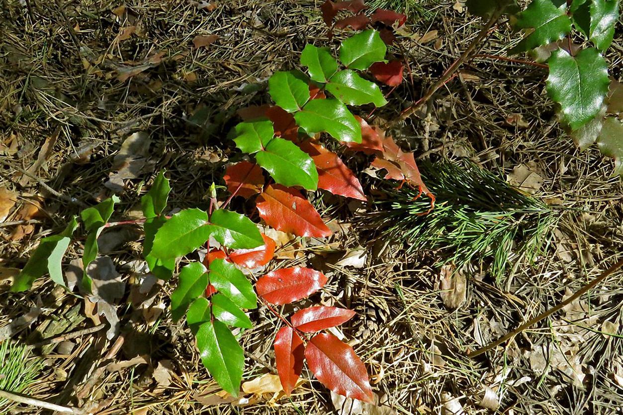 Изображение особи Mahonia aquifolium.