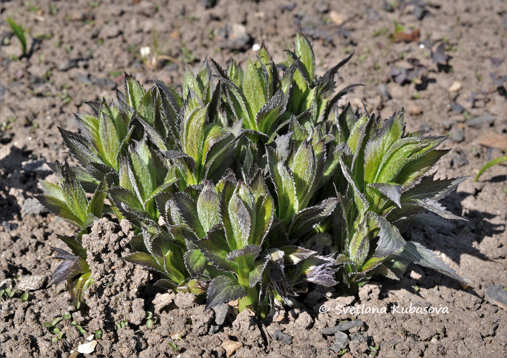 Image of Adenophora liliifolia specimen.