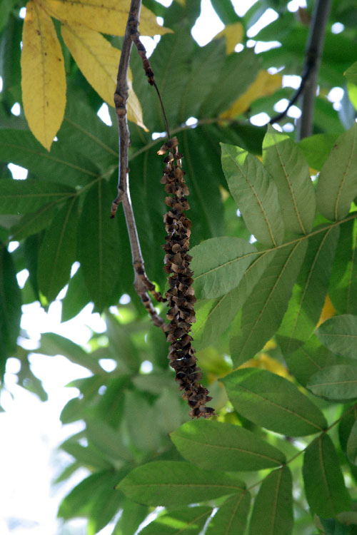 Image of Pterocarya fraxinifolia specimen.