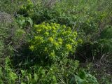 Euphorbia semivillosa