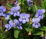 Viola canina. Цветки. Московская обл., Раменский р-н, окр. ж.-д. платформы Хрипань, залежь. 18.05.2016.
