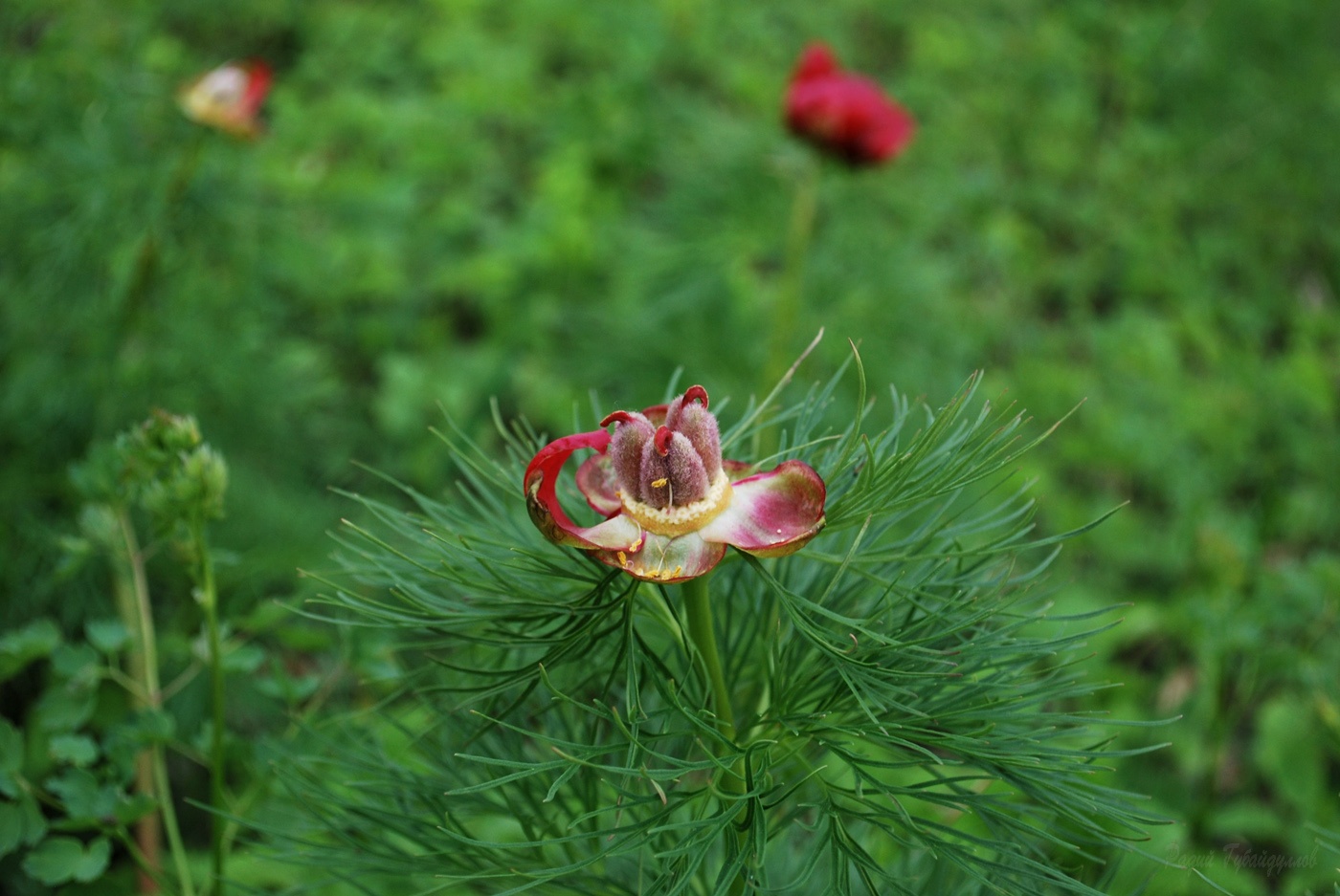 Image of Paeonia tenuifolia specimen.