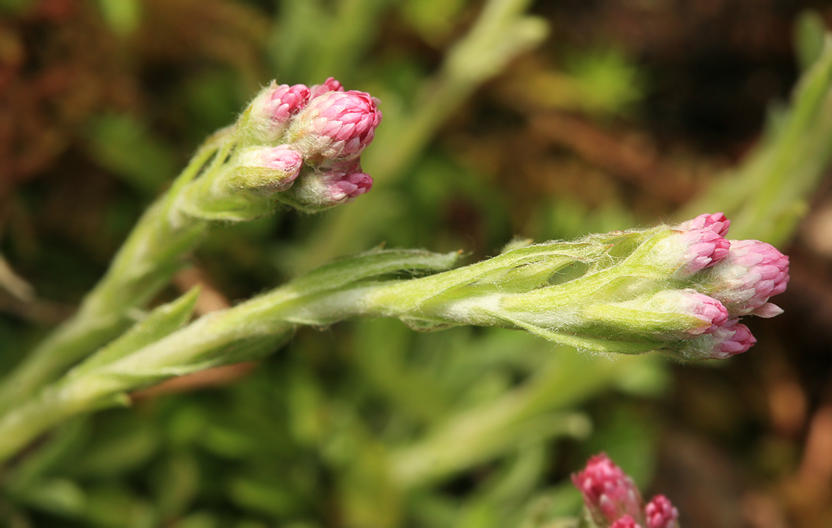 Изображение особи Antennaria dioica.