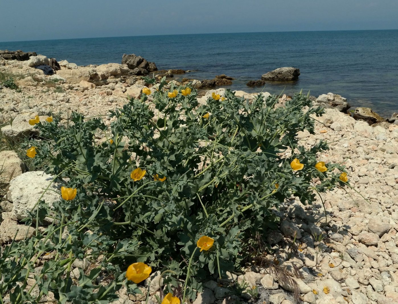 Изображение особи Glaucium flavum.