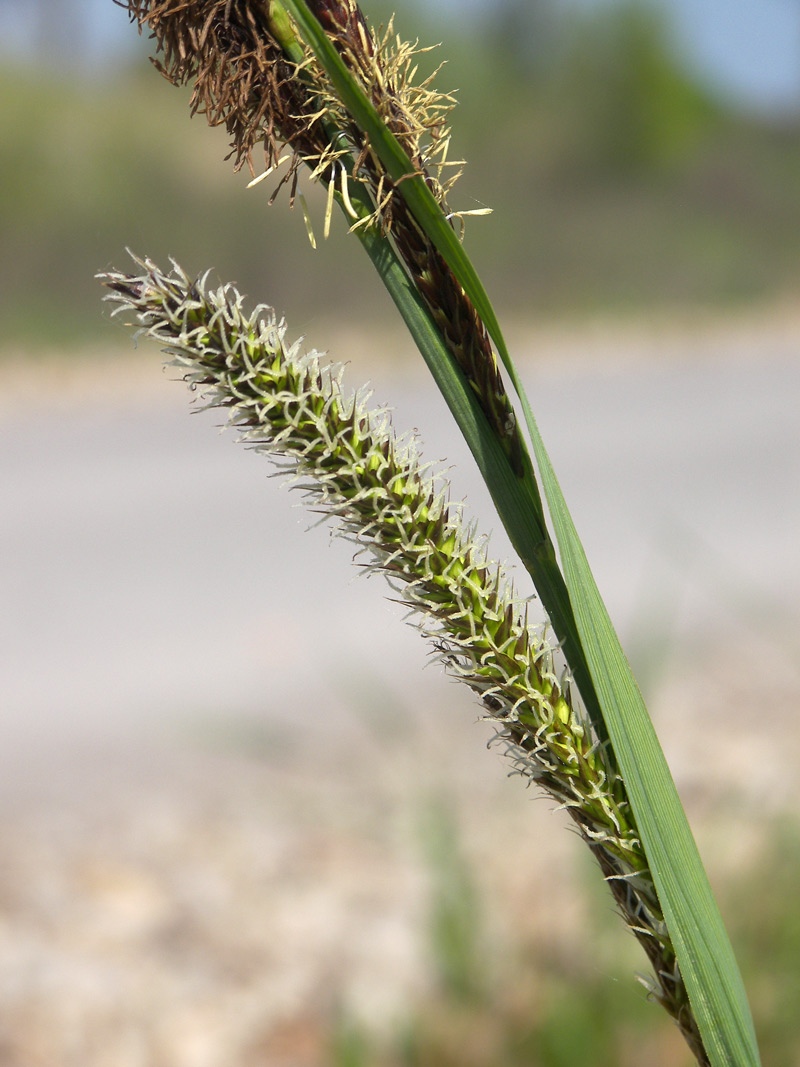 Image of Carex acutiformis specimen.