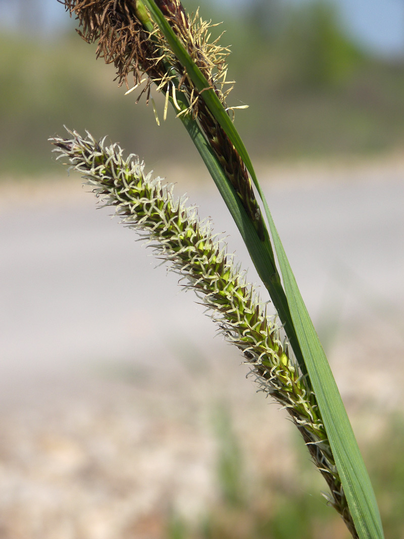 Изображение особи Carex acutiformis.