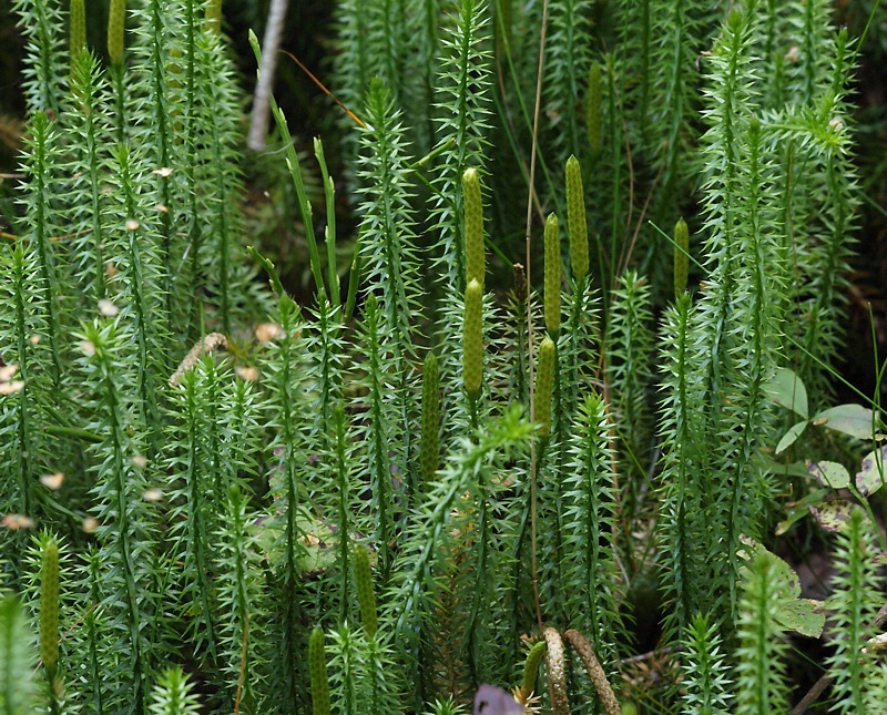 Изображение особи Lycopodium annotinum.