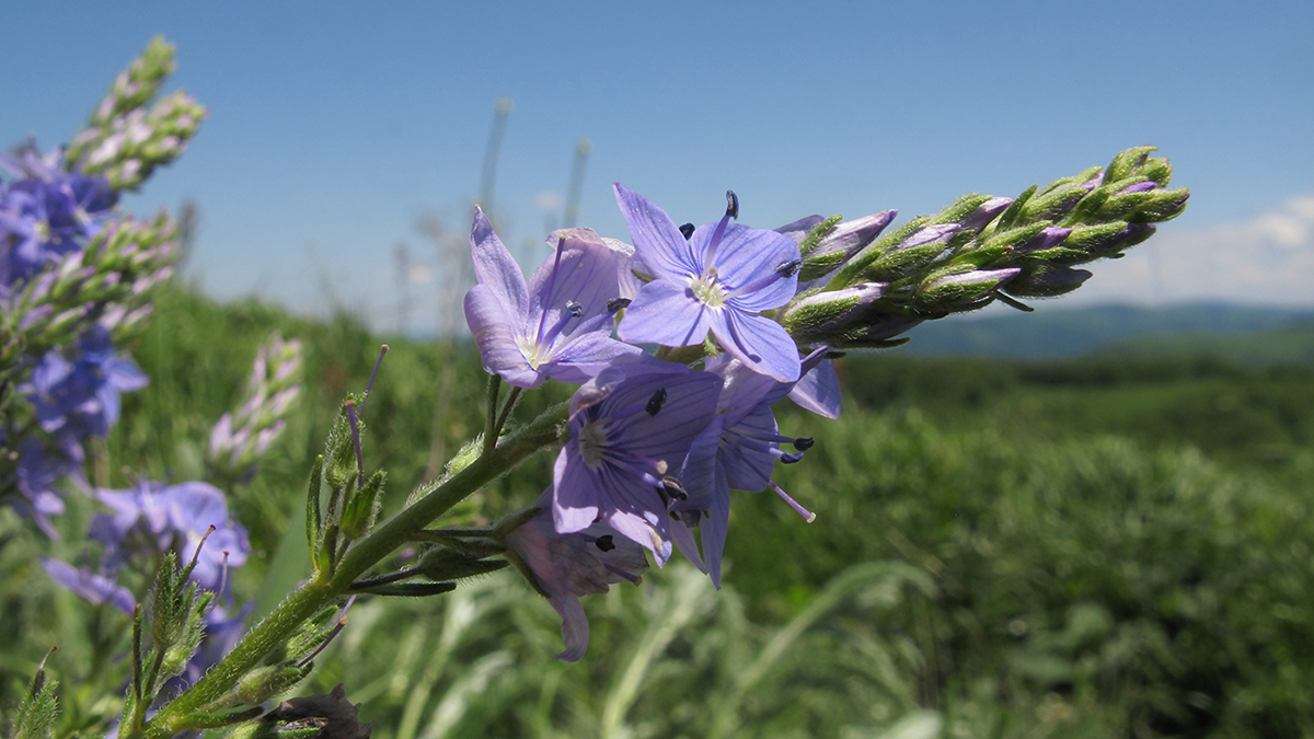 Image of Veronica jacquinii specimen.