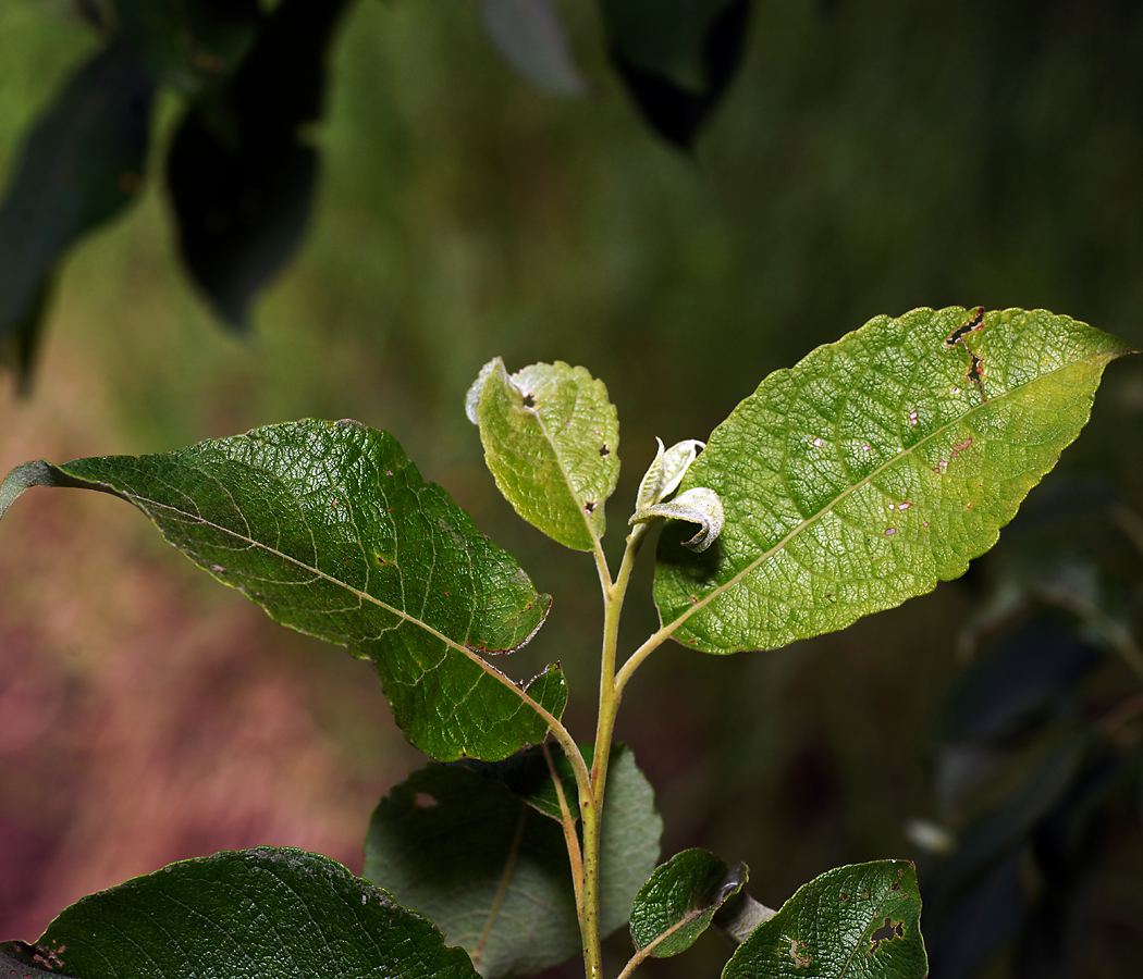 Image of Salix caprea specimen.