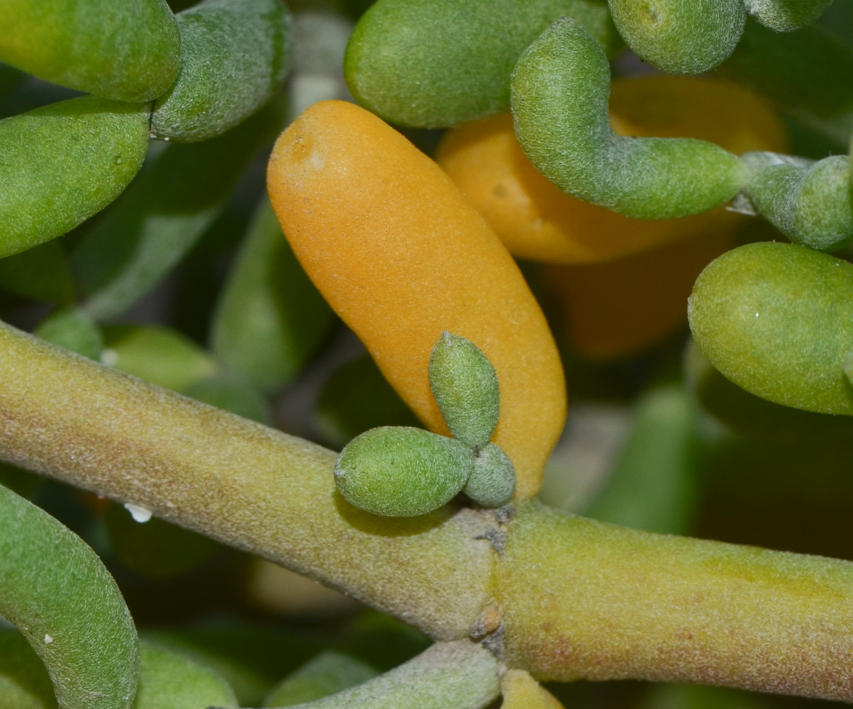 Image of Tetraena fontanesii specimen.