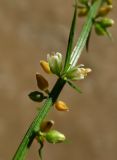 Asparagus schoberioides