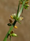 Asparagus schoberioides. Часть побега с цветками. Приморье, окр. г. Находка, смешанный лес. 26.06.2016.