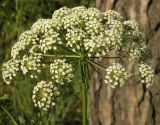 Peucedanum oreoselinum