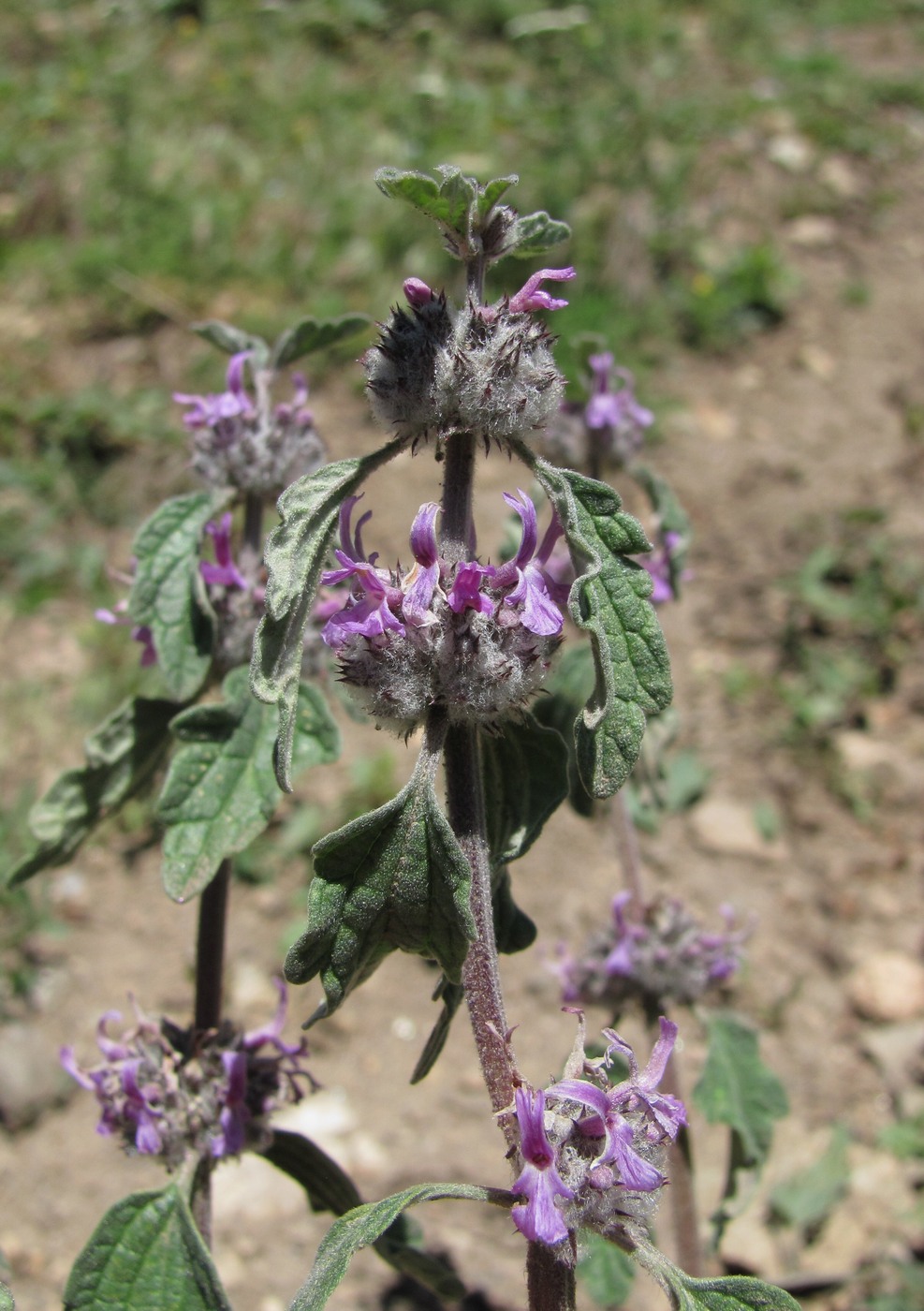 Изображение особи Marrubium leonuroides.