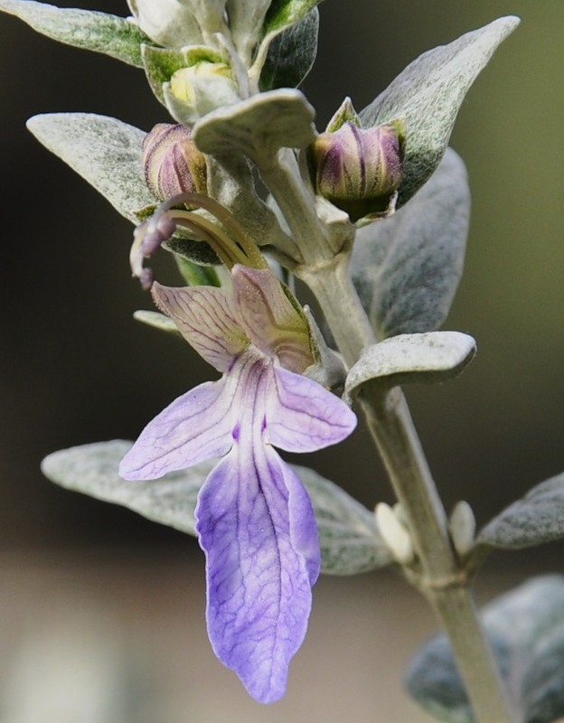 Изображение особи Teucrium fruticans.