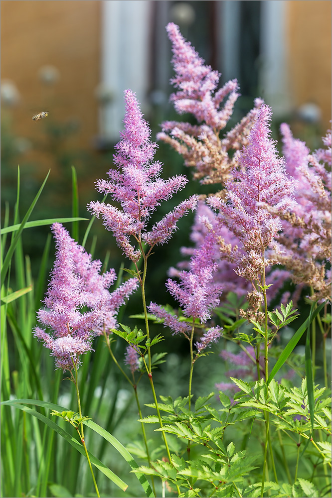Image of Astilbe × rosea specimen.