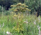 Angelica sylvestris. Плодоносящее растение. Московская обл., Раменский р-н, окр. ж.-д. платформы Хрипань, просека под ЛЭП. 10.08.2016.