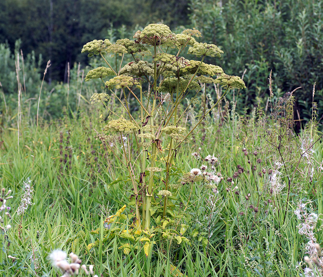 Изображение особи Angelica sylvestris.