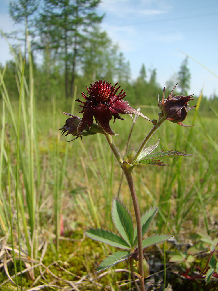Image of Comarum palustre specimen.