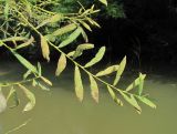 Salix elbursensis