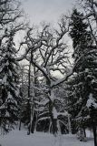 Quercus robur. Засыпанное снегом старое дерево. Санкт-Петербург, Старый Петергоф, парк \"Сергиевка\". 13.02.2010.