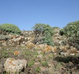 Euphorbia balsamifera