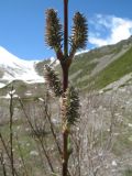 Salix alatavica. Побег с женскими соцветиями. Казахстан, Сев. Тянь-Шань, Заилийский Алатау в окр. Алматы, р-н плато Гаиш, морена, выс. 2800 м н.у.м. 26 мая 2016 г.