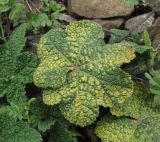 Alcea rugosa. Лист, поражённый ржавчинным грибом Puccinina malvacearum. Краснодарский край, Абинский р-н, окр. пос. Ахтырский, ж.-д. насыпь. 24.03.2016.