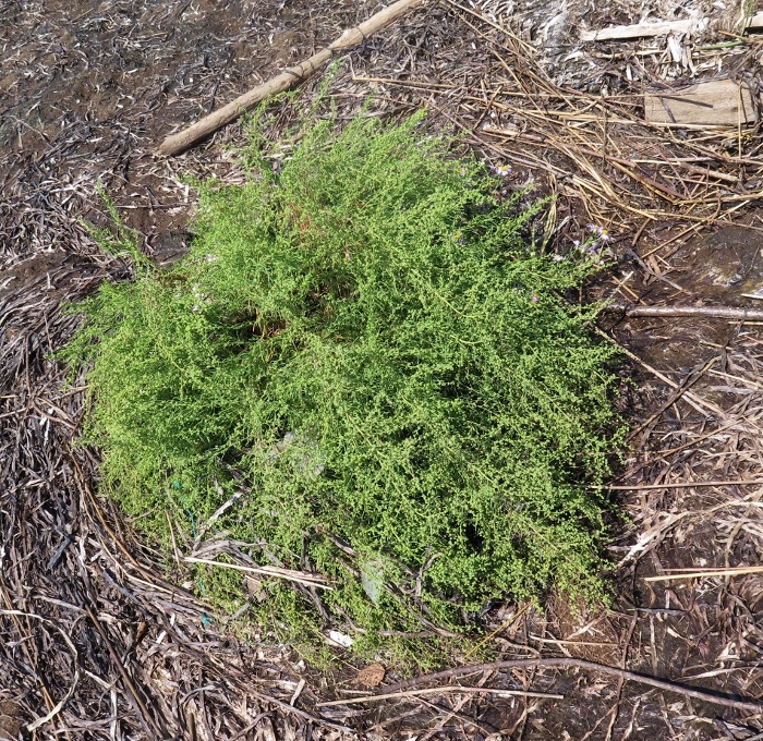 Изображение особи Suaeda glauca.