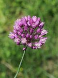 Allium erubescens