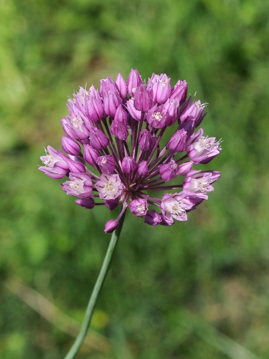 Image of Allium erubescens specimen.