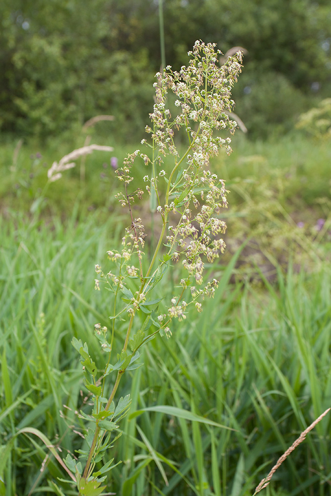 Изображение особи Thalictrum simplex.