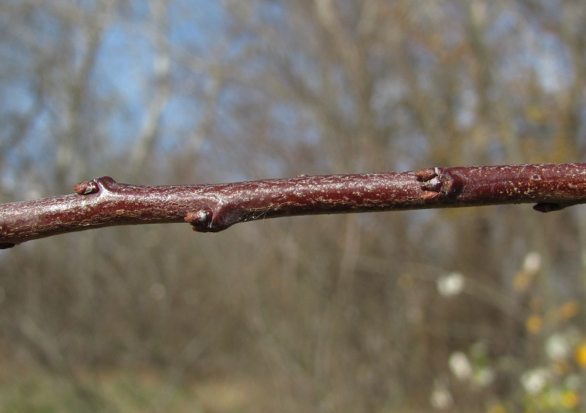 Изображение особи Prunus cerasifera.