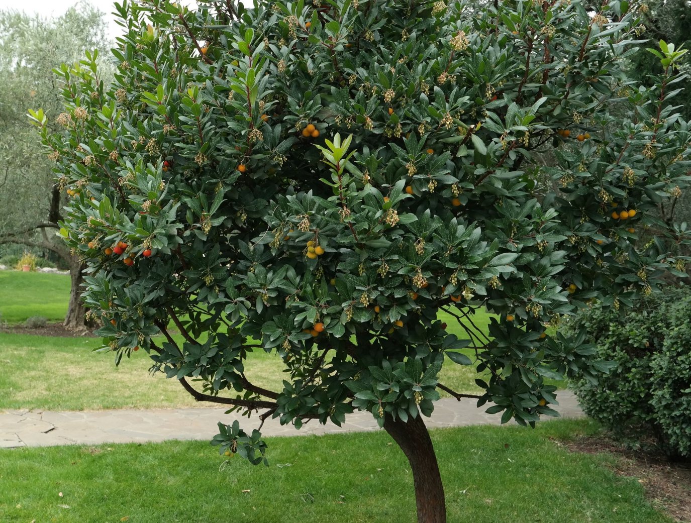 Image of Arbutus unedo specimen.