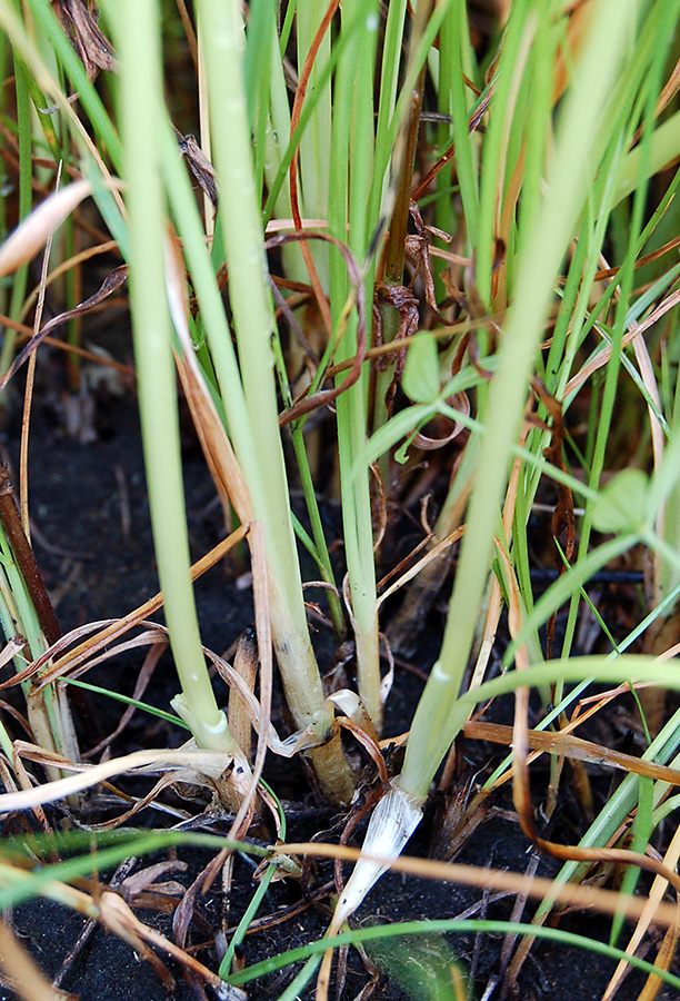 Image of Allium angulosum specimen.