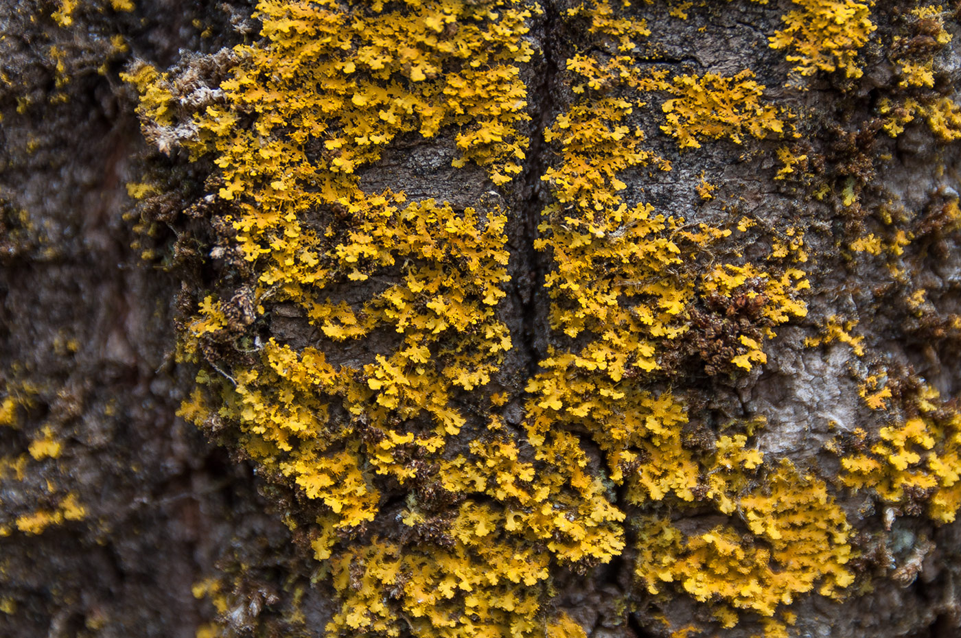 Image of Oxneria ulophyllodes specimen.